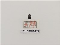 藏品(鞘翅目(2))的圖片